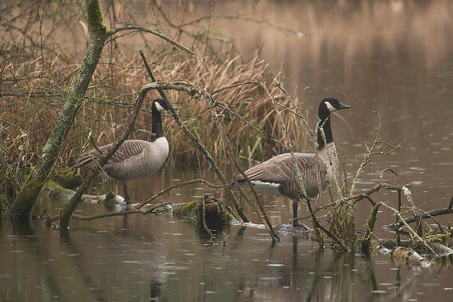 Canada Geese, England