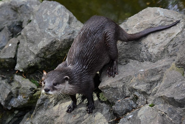 Asian Small Clawed Otter