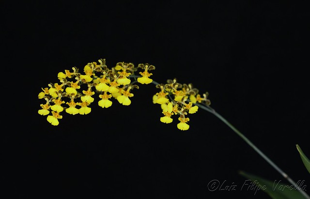 Gomesa florida (Coppensia macronyx)