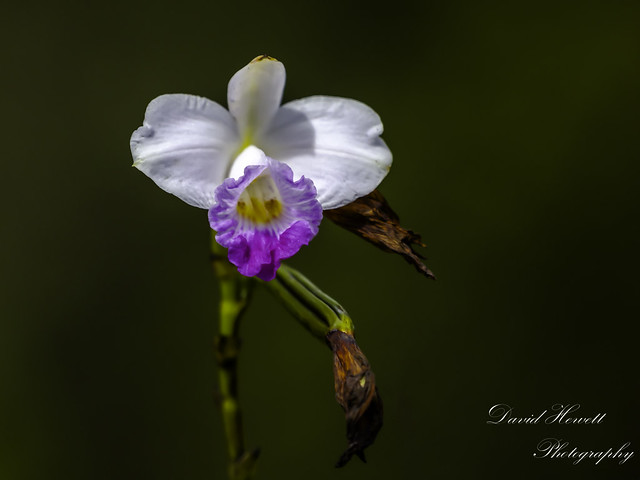 Orchid AKA Arundina graminifolia