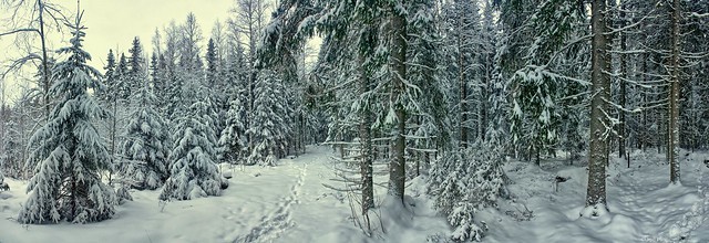Snowy forest on a cloudy day in December