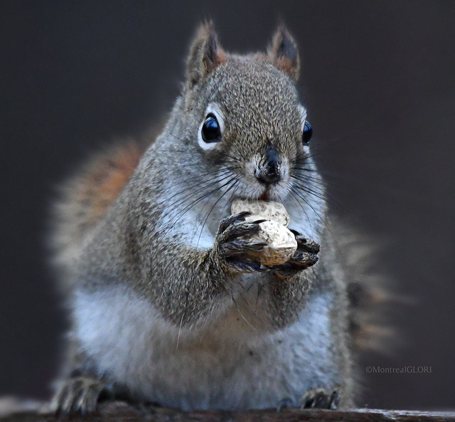 Nuts about Squirrels