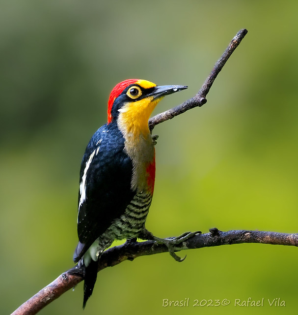 Spectacular Yellow-fronted woodpecker // Carpintero Arcoiris // 