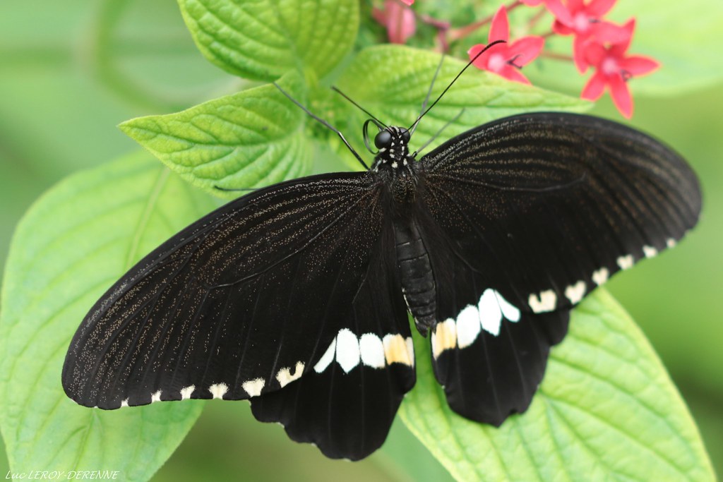 Papilio polytes - Voilier mormon