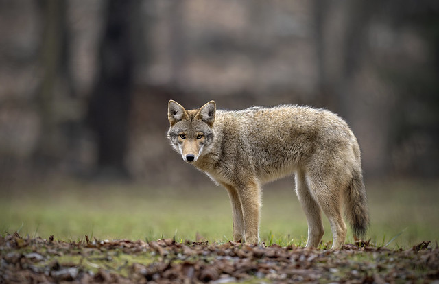 Eastern Coyote, Ontario