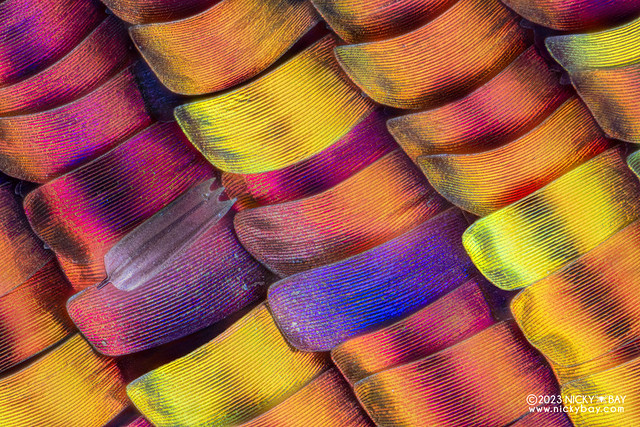 Madagascan Sunset Moth (Chrysiridia rhipheus) - DSC_4477-Chrysiridia-rhipheus-50x-rainbow-NA04