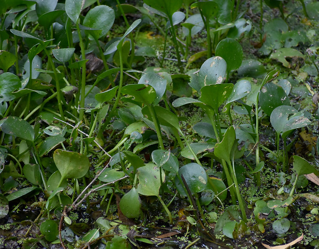 Eichhornia crassipes, Barron River, Kuranda, QLD, 10/11/23
