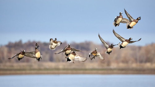 Courtship Flight | 2023 A flock of American wigeons (Mareca americana) during a courtship flight at the Llano Seco Unit of the Sacramento National Wildlife Refuge Complex south of Chico, Butte County, on December 24, 2023. Nine drakes and one hen (3rd from the left) while overwintering in the Central Valley of California.