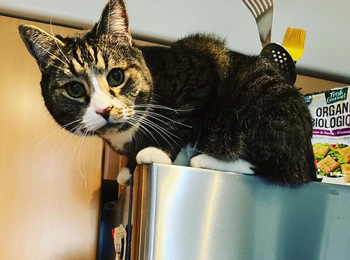 Watson, a tabby cat, sitting on top of the fridge