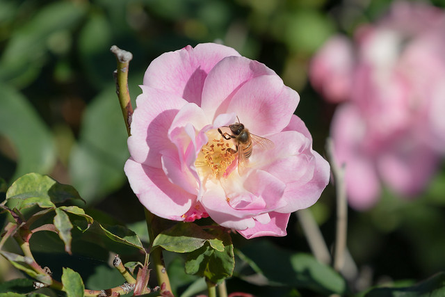 Ape nel roseto - Honey Bee in the rose garden