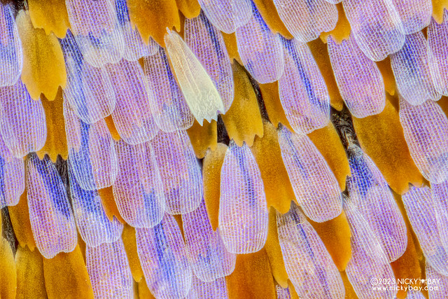 Butterfly scales - DSC_5678-butterfly-papilio-orange-blue-pale-v1