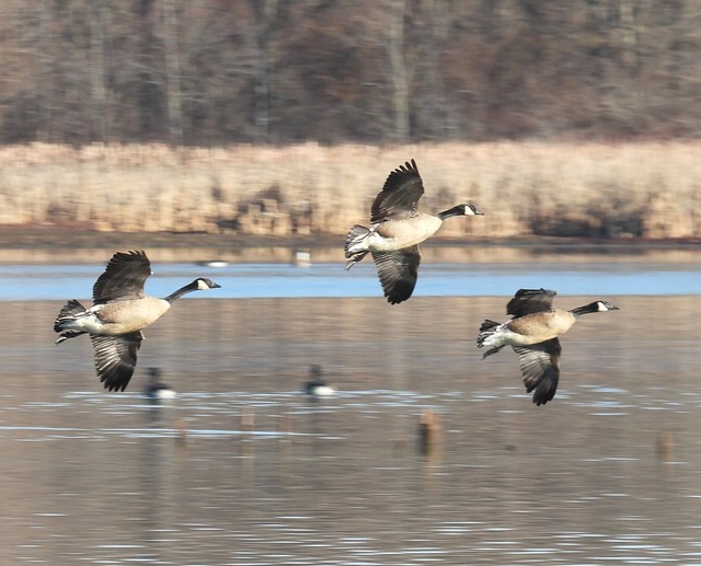 Canada geese coming in for landing
