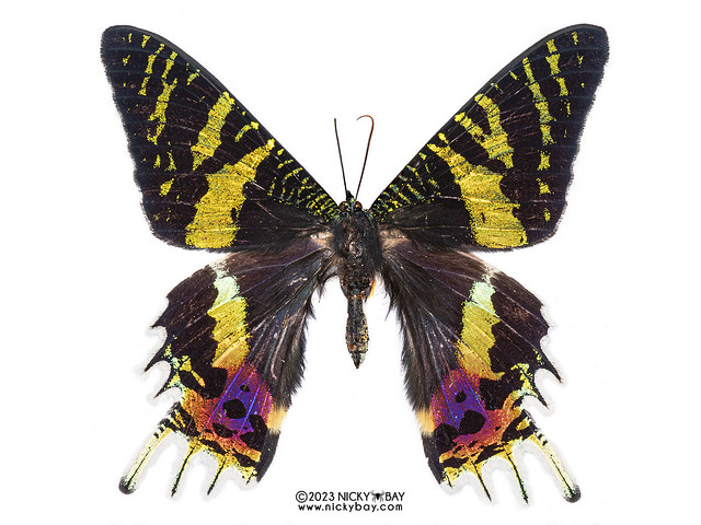 Madagascan Sunset Moth (Chrysiridia rhipheus) - PB100893-Chrysiridia-rhipheus