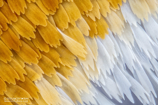 Butterfly scales - DSC_5440-Butterfly-Unknown-Orange-White-v1