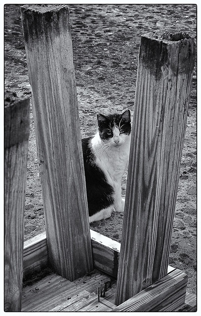 Gato Sanjuanero (San Juan Cat)