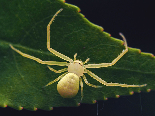 American green crab spider (Misumessus oblongus)