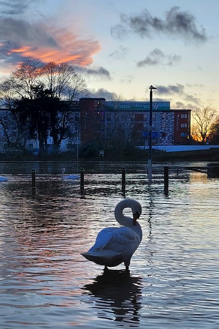 Swan in the Flood