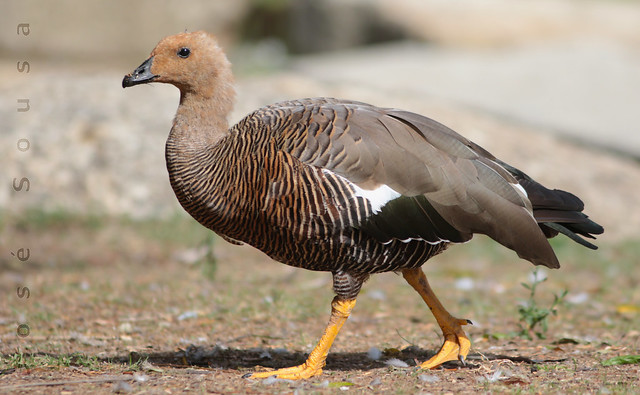 Ganso-de-Magalhães - Chloephaga picta - Upland Goose