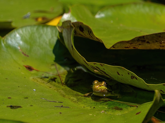 Frog Under a Lily Pad