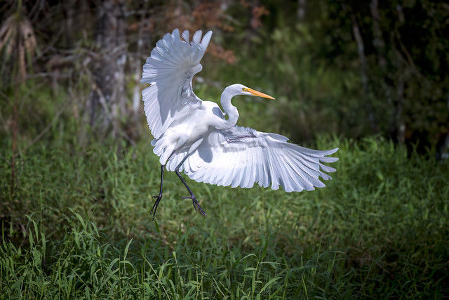 Great Egret taking flight in swamp at CREW Bird Rookery Swamp near Naples, Florida.