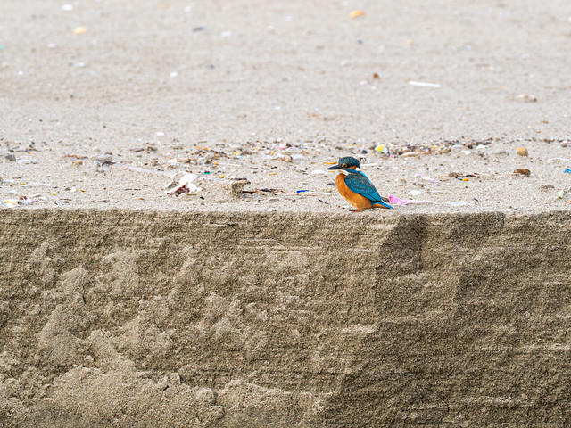 Kingfisher at the beach