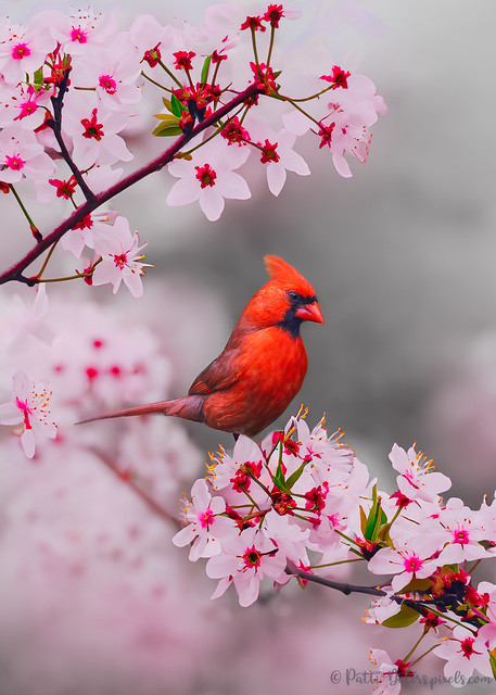 Cherry Blossom Cardinal