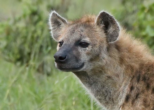 The hyena ' So ugly that he is beautiful