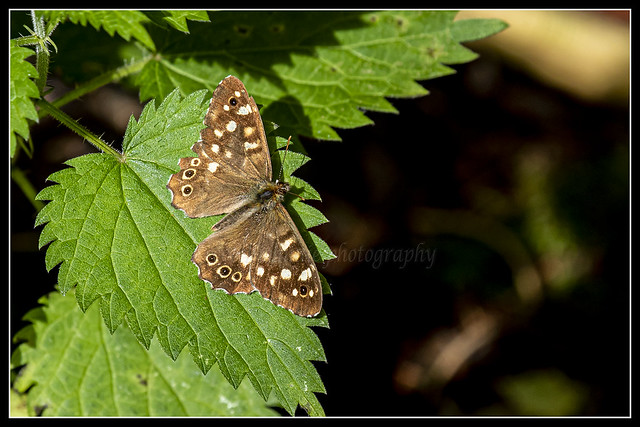 IMG_0004 Speckled Wood Butterfly