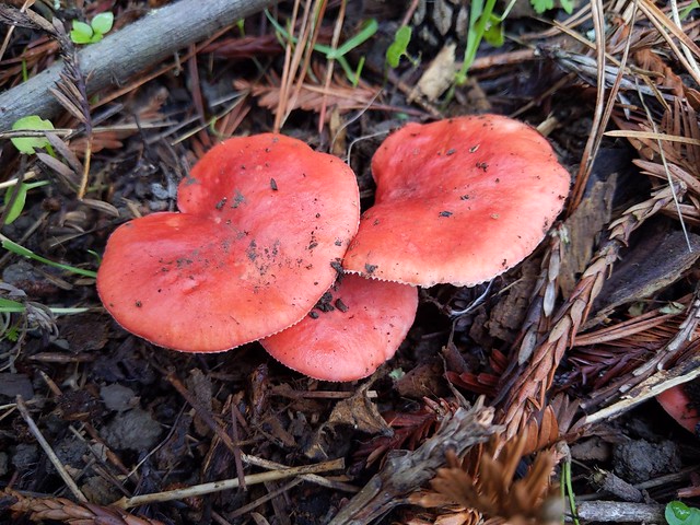 mushroom mushroom mushroom