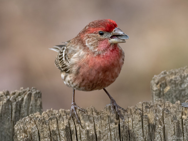 A Colorful Finch Enjoys A Winter Day
