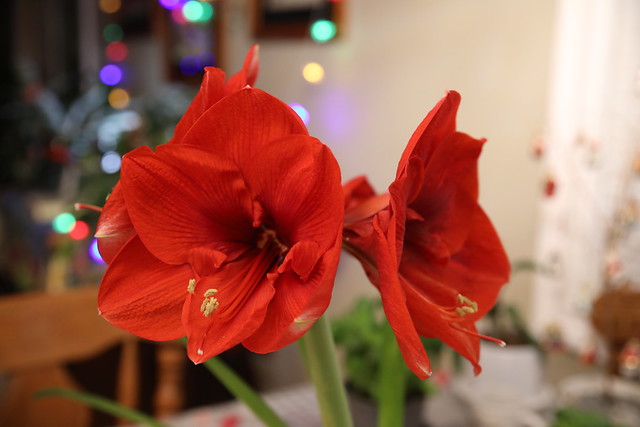 Amaryllis belladonna (Winter Flower Study)