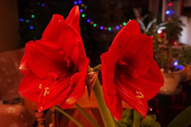 Amaryllis belladonna (Winter Flower Study)