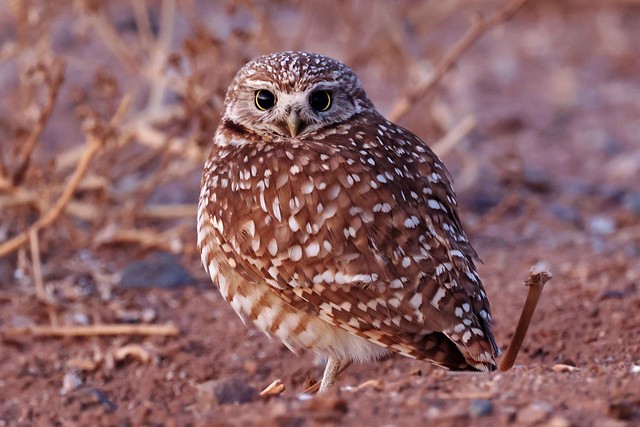 248A8130 burrowing owl
