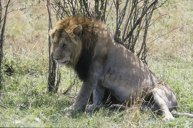 Lion Kenya