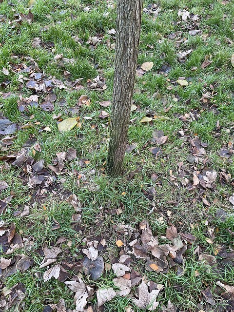 Black walnut in December