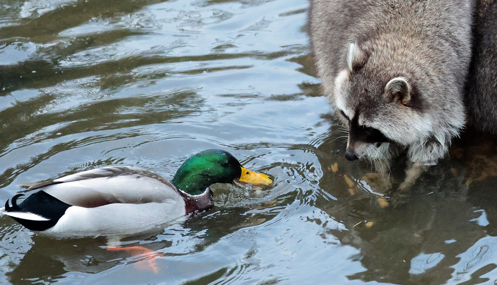 raccoon and duck Blijdorp ED8A1053
