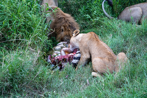 Two lions eat and feast on a zebra carcass they just killed. Serengeti National Park by m01229, Two lions eat and feast on a zebra carcass they just killed. Serengeti National Parkgrass carcass ea