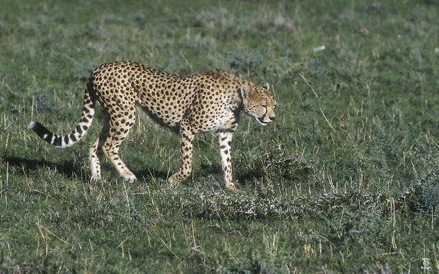 Guépard Kenya