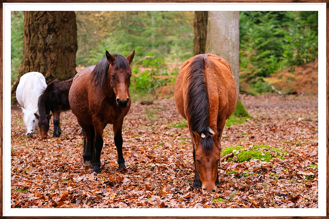 New Forest Ponies..Hants