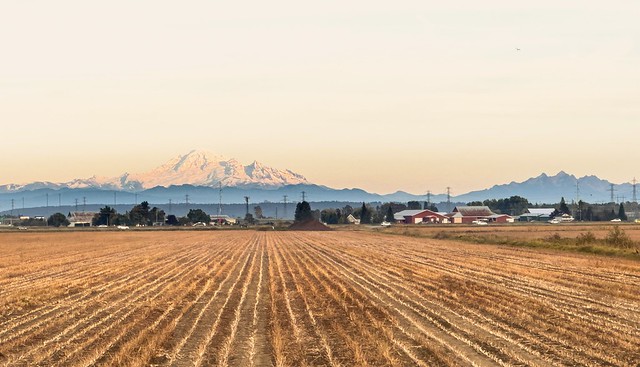 Farm scene with Mount Baker towering in the background - Ladner, BC
