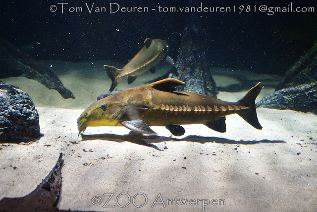 Zwarte pantsermeerval - Oxydoras niger - ripsaw catfish