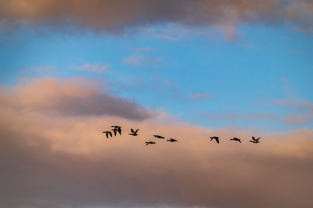 Flying ducks in a sunset sky