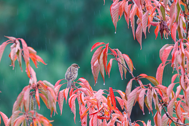 Un automne sous la pluie.
