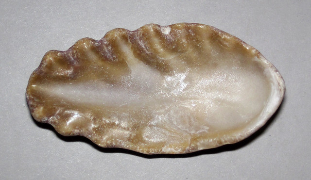 Dendostrea frons (frond oyster) (Sanibel Island, Florida, USA) 2