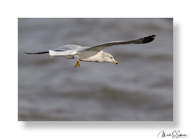 Ring-billed Gull at Riverlands Migratory Bird Sanctuary