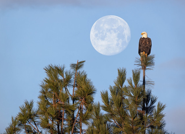 Bald Eagle Flanked By the Moon