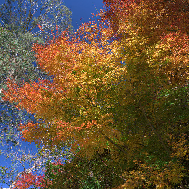 Wyndyridge the full autumn spectrum of colours