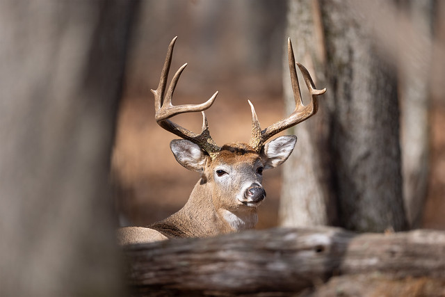 White-Tailed Buck in Trunks and Logs, Shenandoah National Park