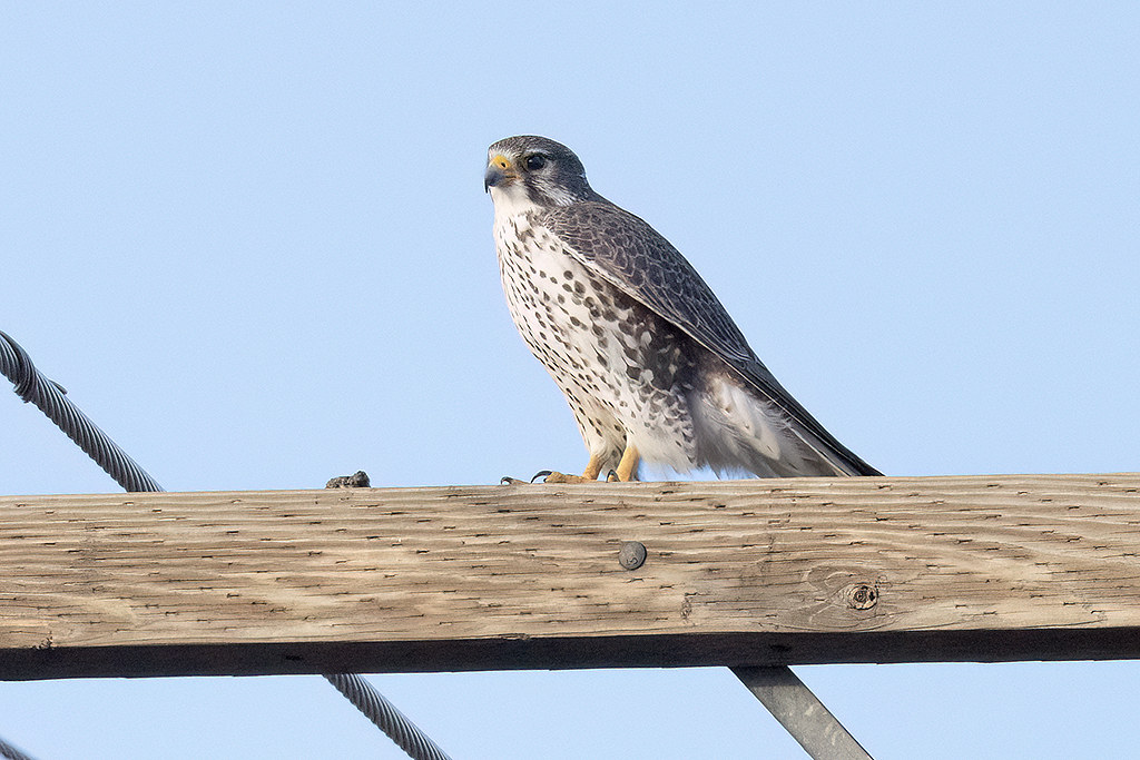 _07A1223 Adult Prairie Falcon | Pinal county, AZ. 12/30/23. … | Flickr