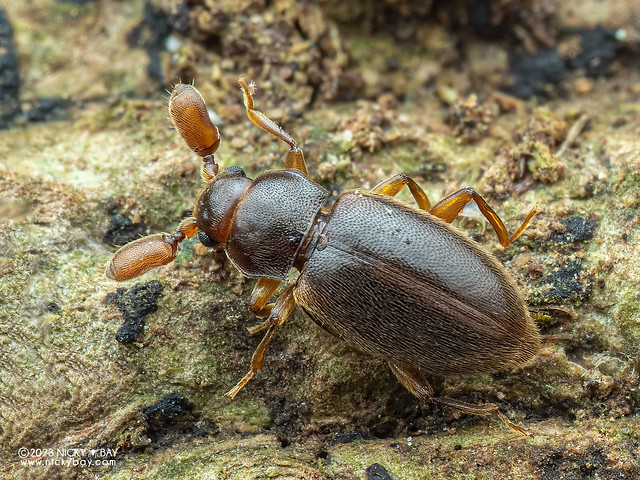 Handsome fungus beetle (Trochoideus desjardinsi) - PC096100
